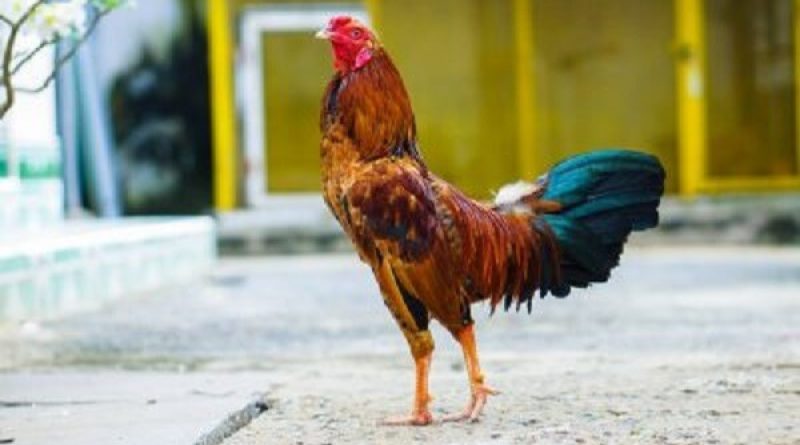 Cách Nuôi Gà Bị Suy Phục Hồi Nhanh Chóng Và Hiệu Quả Nhất