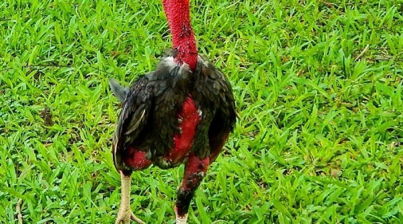Mách bạn 9+ cách chọn gà chọi hay được nhiều sư kê áp dụng