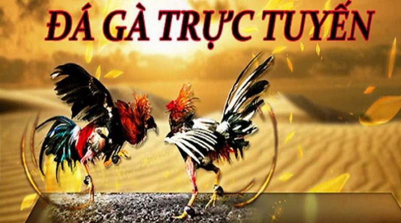 Đá Gà Kubet – Kinh Nghiệm Cá Cược Luôn Thắng 100 % Từ Kê Thủ 