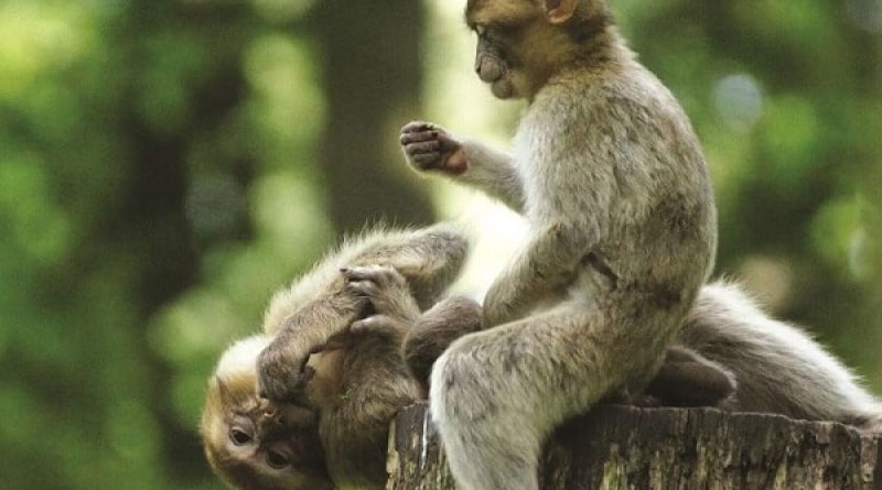 Con khỉ số mấy? Luận giải điềm lành dữ từ giấc mơ thấy khỉ