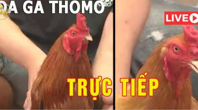 Khám phá đấu trường đá gà thomo đẳng cấp tại SV388