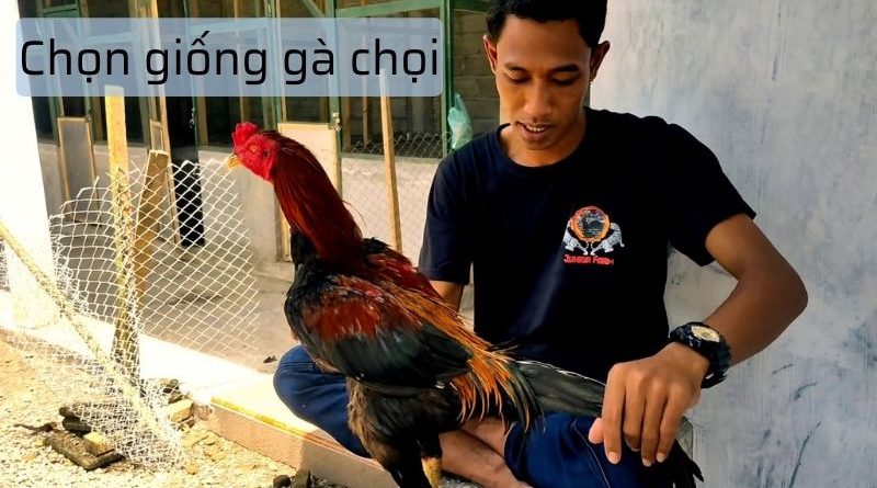 Nghệ thuật chọn nuôi gà chọi – Chia sẻ từ một người chơi lâu năm